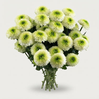 Spray Chrysanthemum - Chrysanthemum - Fontina