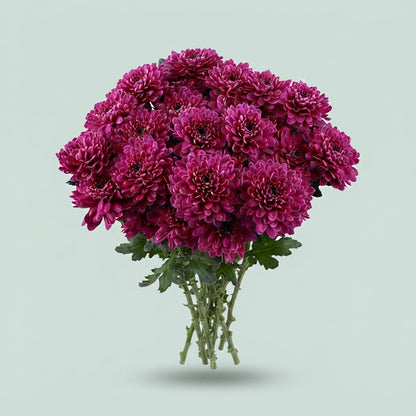 Spray Chrysanthemum - Chrysanthemum - Fabienne Purple