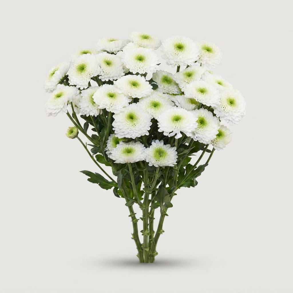 Spray Chrysanthemum - Chrysanthemum (Indicum Grp) - Daydream