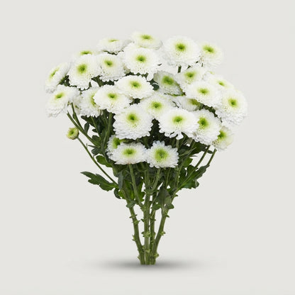Spray Chrysanthemum - Chrysanthemum (Indicum Grp) - Daydream