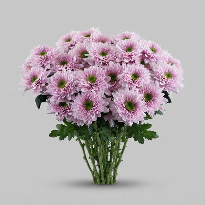 Spray Chrysanthemum - Chrysanthemum - Commander Pink