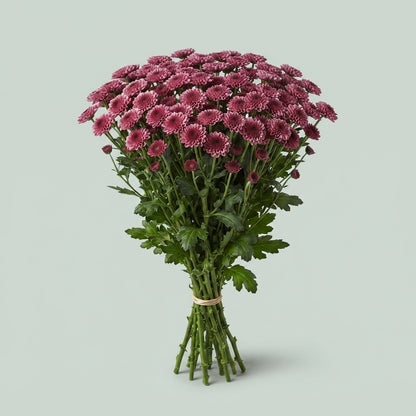 Santini Chrysanthemum - Chrysanthemum - Dektyolo Cherry