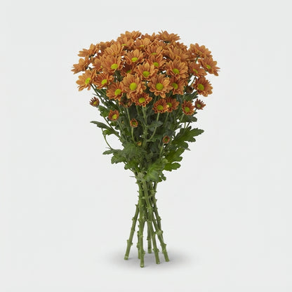 Santini Chrysanthemum - Chrysanthemum - Dekinsta