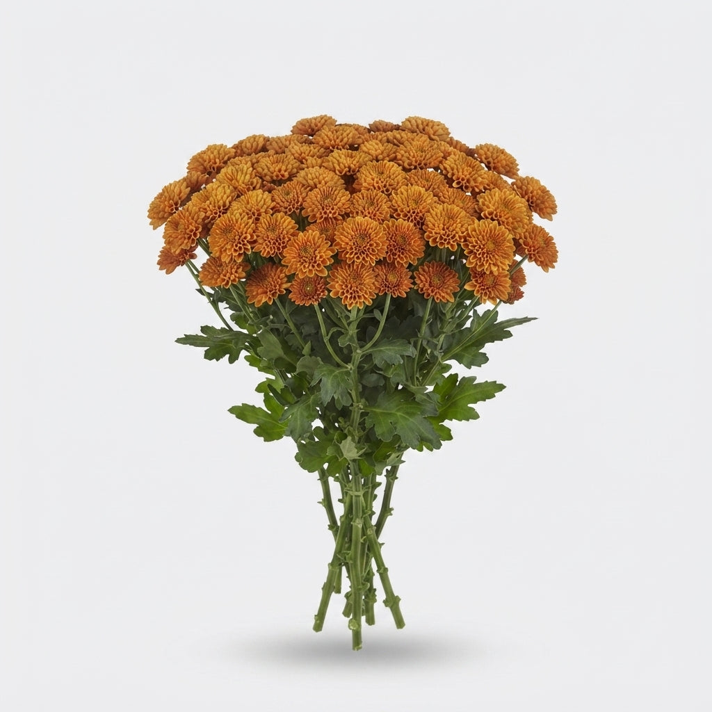 Santini Chrysanthemum - Chrysanthemum - Floellisora