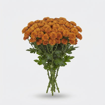 Santini Chrysanthemum - Chrysanthemum - Floellisora