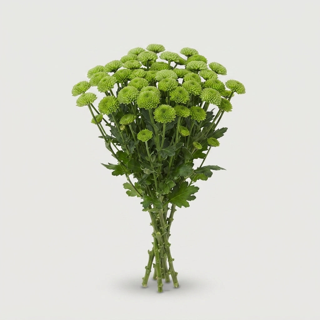 Spray Chrysanthemum - Chrysanthemum (Indicum Grp) - Santini