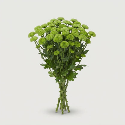 Spray Chrysanthemum - Chrysanthemum (Indicum Grp) - Santini