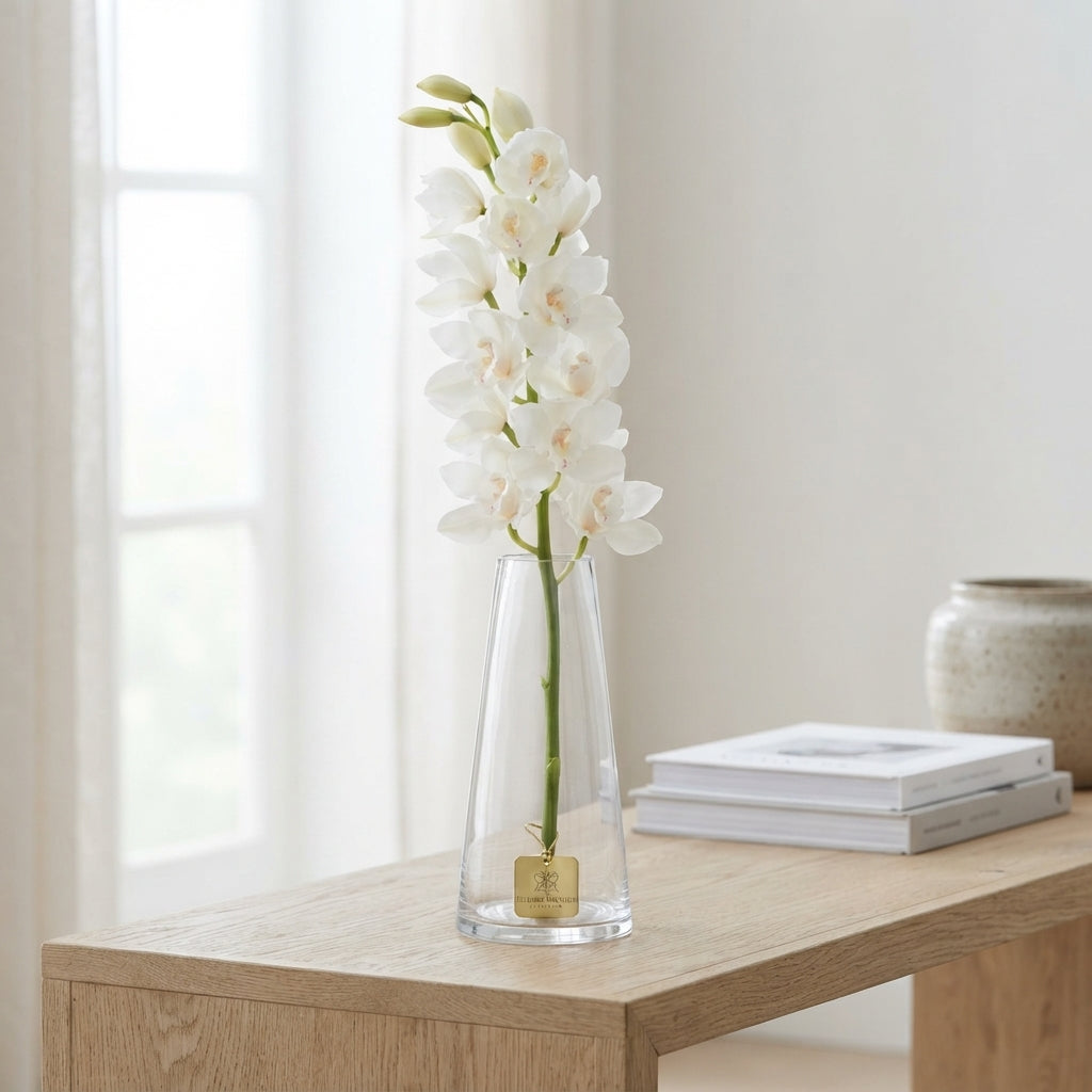 White Cymbidium Orchid ‘Early White’ – 2 Stems