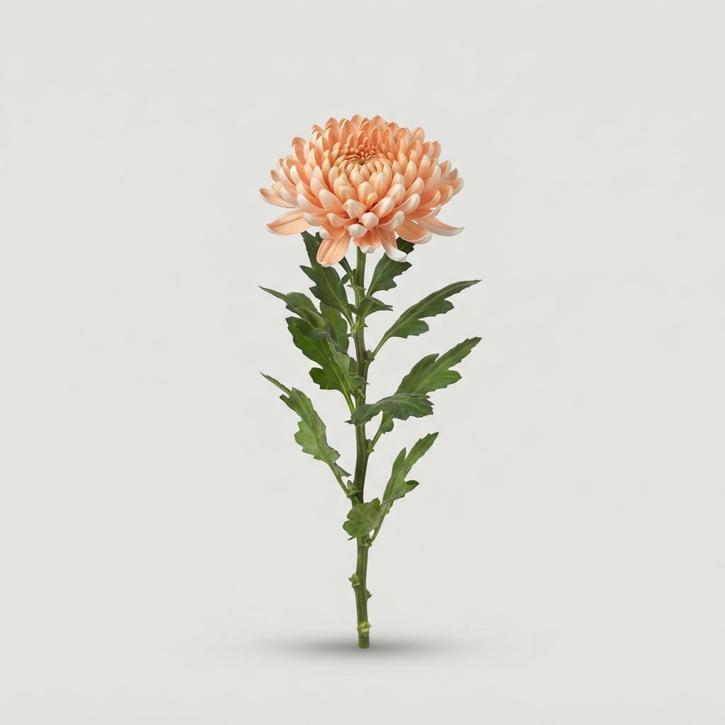 FeedSync:wholesale:c761b3d593cb97254f08d2d5dd5805eb09483f0a