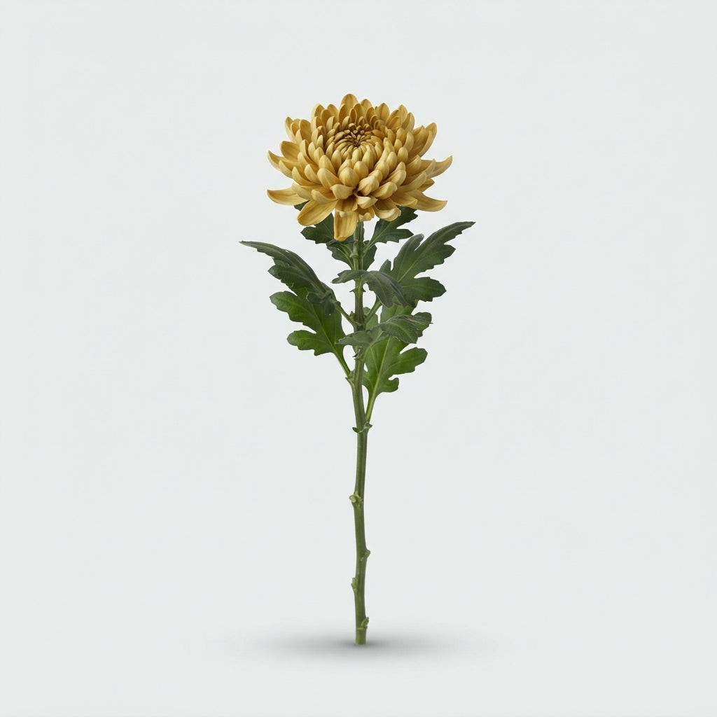 Chrysanthemum - Chrysanthemum (Indicum Grp) - Topspin