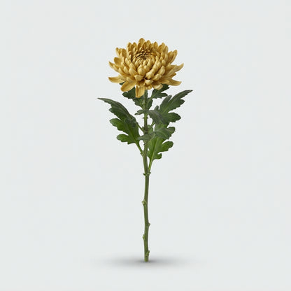 Chrysanthemum - Chrysanthemum (Indicum Grp) - Topspin