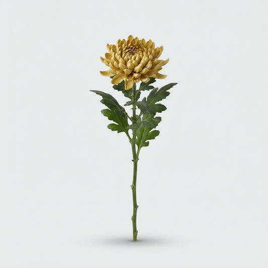Chrysanthemum - Chrysanthemum (Indicum Grp) - Topspin
