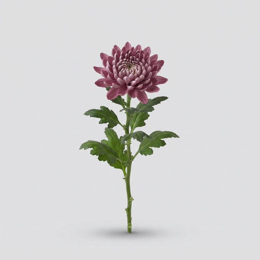 Chrysanthemum - Chrysanthemum (Indicum Grp) - Topspin