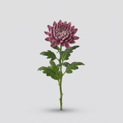 Chrysanthemum - Chrysanthemum (Indicum Grp) - Topspin