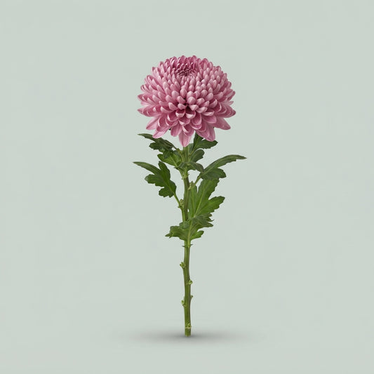 Chrysanthemum - Chrysanthemum (Indicum Grp) - Topspin