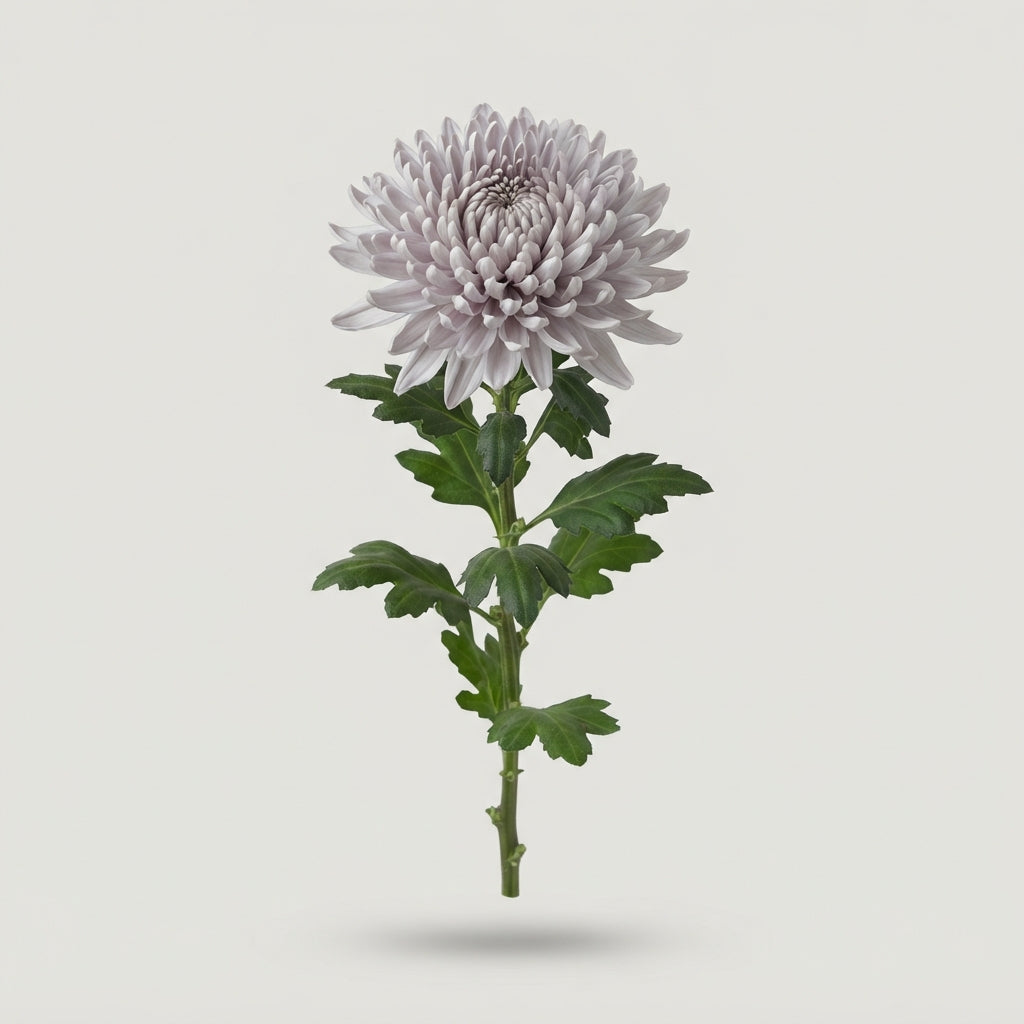 Chrysanthemum - Chrysanthemum (Indicum Grp) disbudded - Topspin Dusty Grey