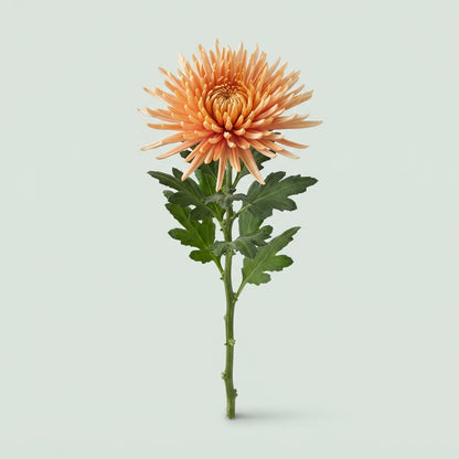 Chrysanthemum - Chrysanthemum (Indicum Grp) - Disbudded