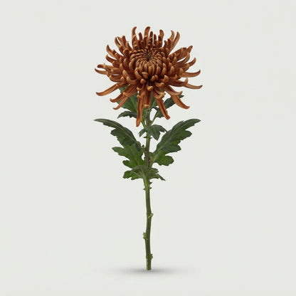 Chrysanthemum - Chrysanthemum (Indicum Grp) - Spider Brown