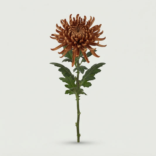Chrysanthemum - Chrysanthemum (Indicum Grp) - Spider Brown
