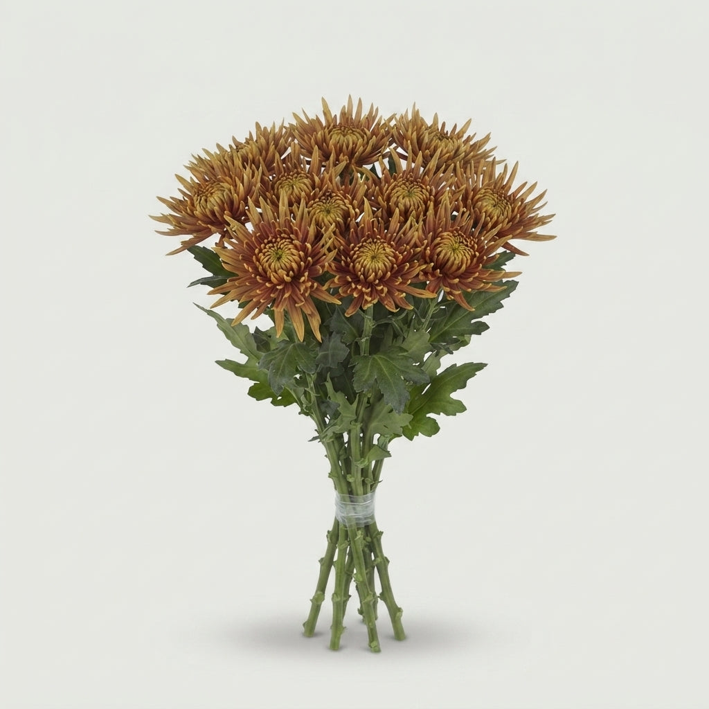 Chrysanthemum - Zanmusaffi Dark
