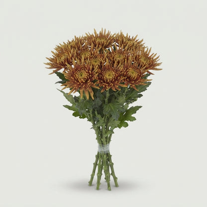 Chrysanthemum - Zanmusaffi Dark