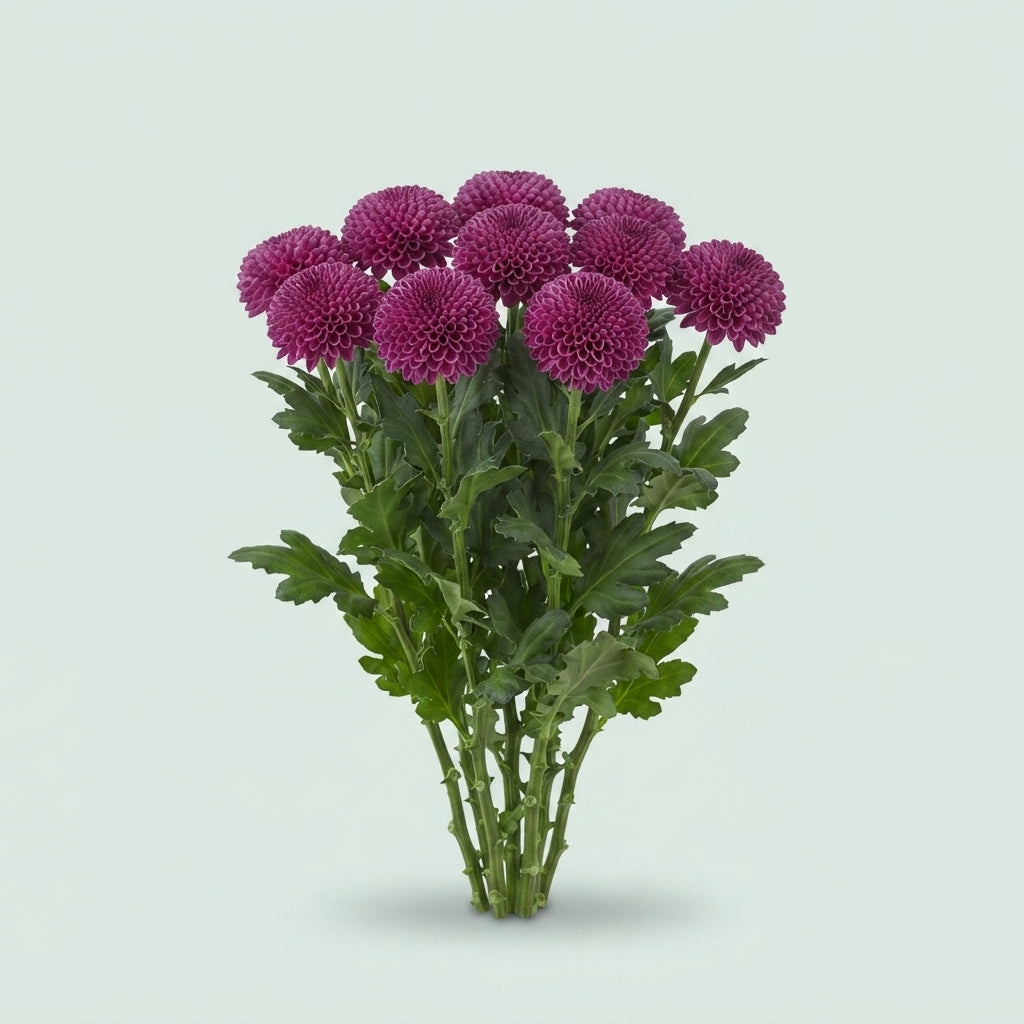 Chrysanthemum - Chrysanthemum - Dochryroxo