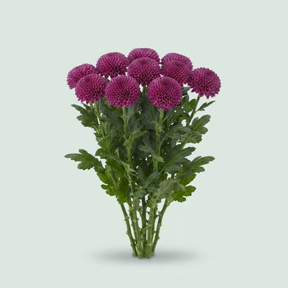 Chrysanthemum - Chrysanthemum - Dochryroxo