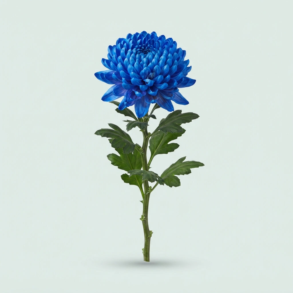 Chrysanthemum - Chrysanthemum (Indicum Grp) - Rosanne Blue