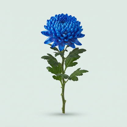 FeedSync:wholesale:6d46af11d2d75c108d9b21d5d0463c57eb0a5c3e