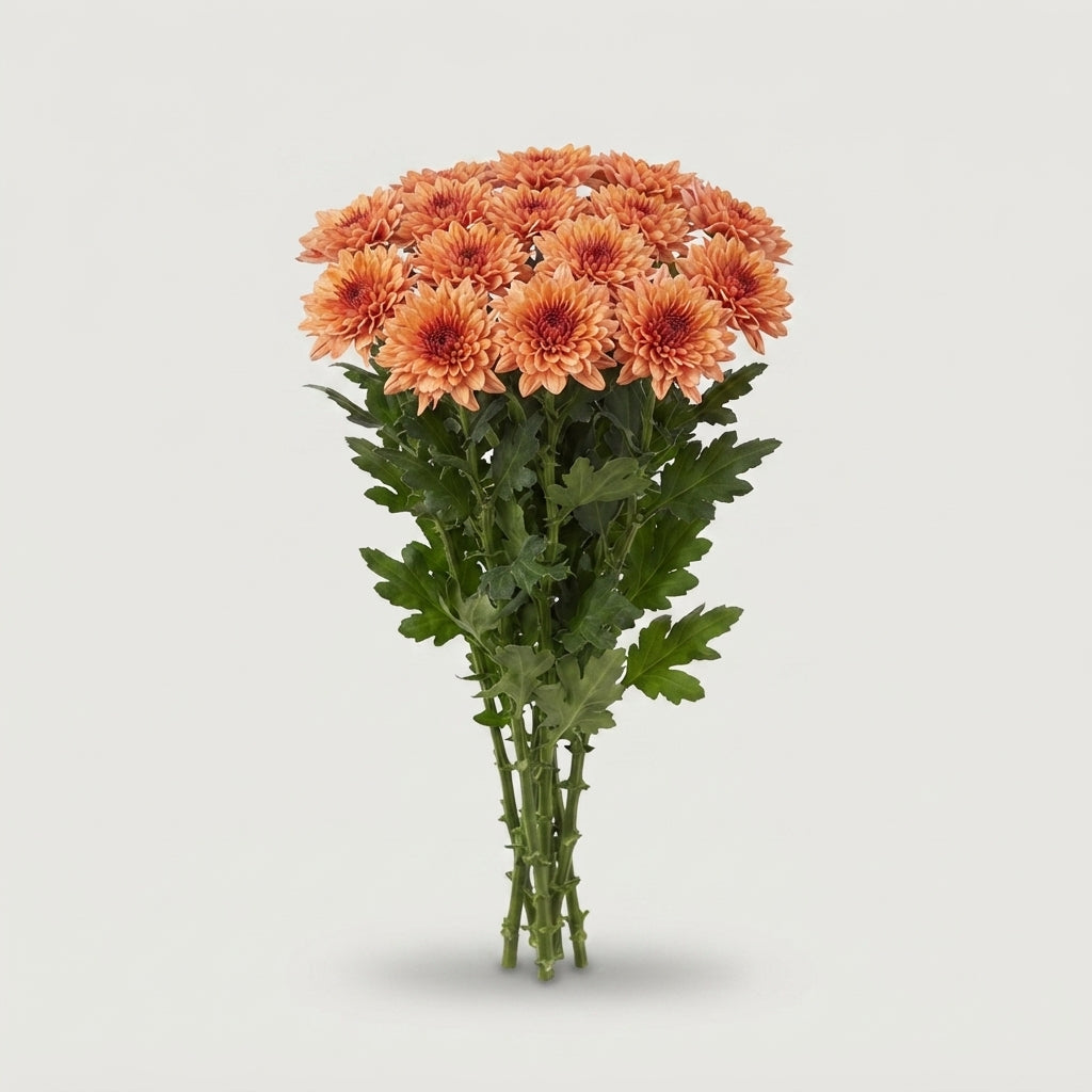 Chrysanthemum - Chrysanthemum - Pip Salmon