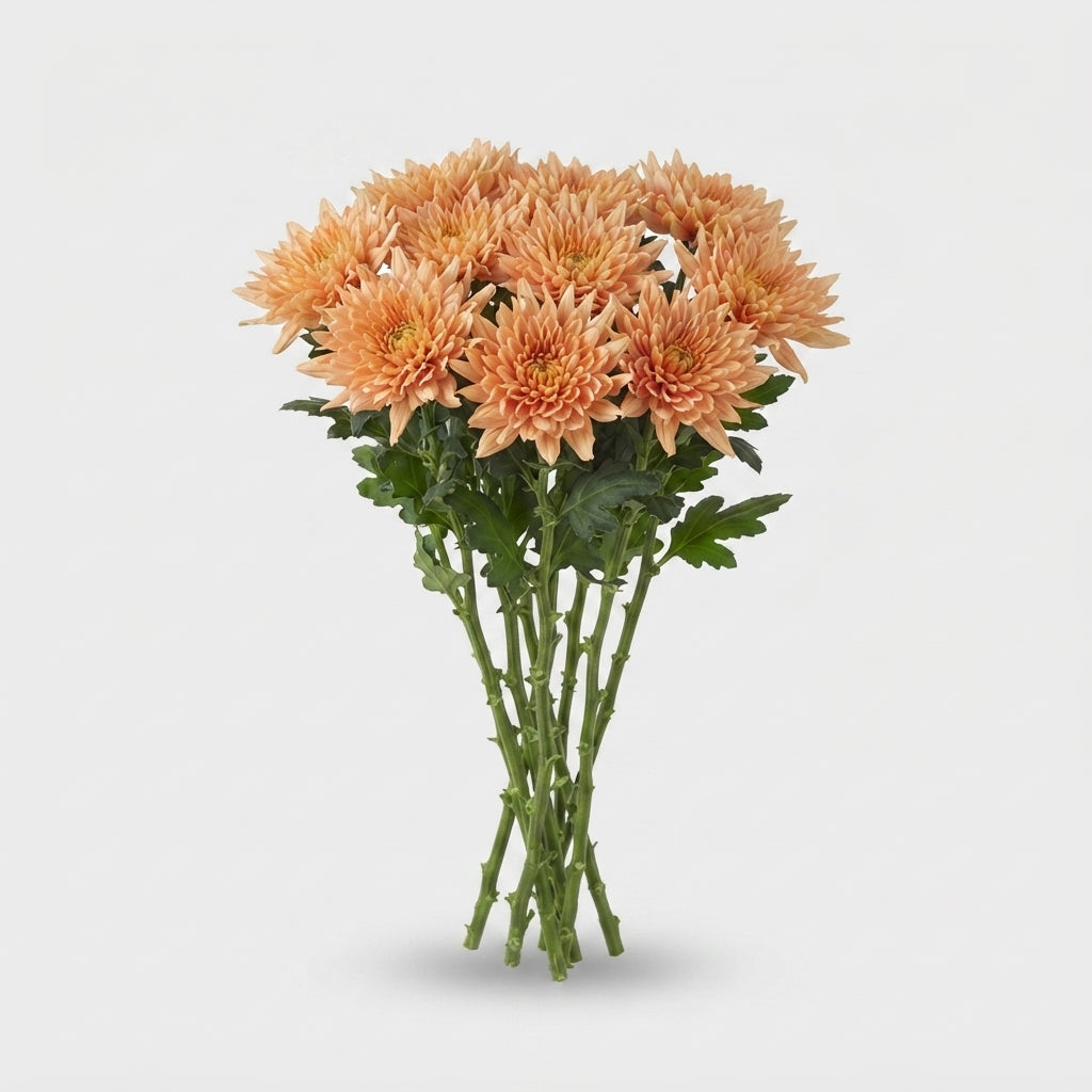Chrysanthemum - Chrysanthemum - Dekkalimba Salmon