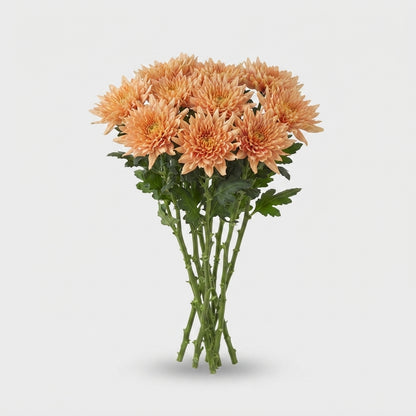 Chrysanthemum - Chrysanthemum - Dekkalimba Salmon