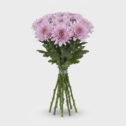 Chrysanthemum - Chrysanthemum - Dekkalimba