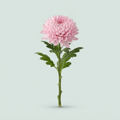 Chrysanthemum - Chrysanthemum (Indicum Grp) disbudded