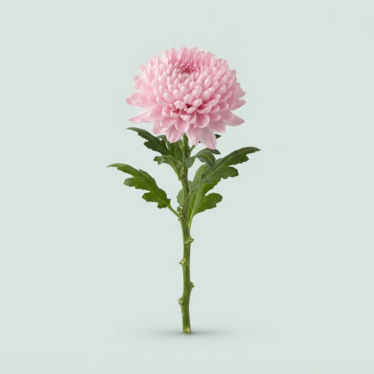 Chrysanthemum - Chrysanthemum (Indicum Grp) disbudded