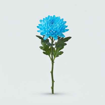 Chrysanthemum - Chrysanthemum (Indicum Grp) disbudded