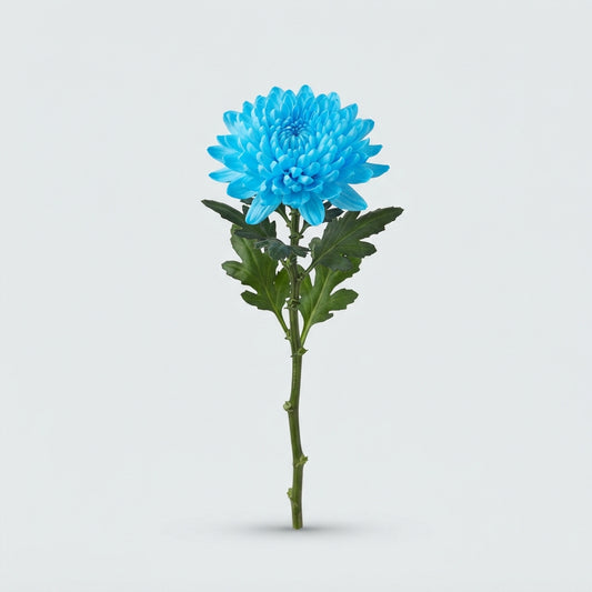 Chrysanthemum - Chrysanthemum (Indicum Grp) disbudded