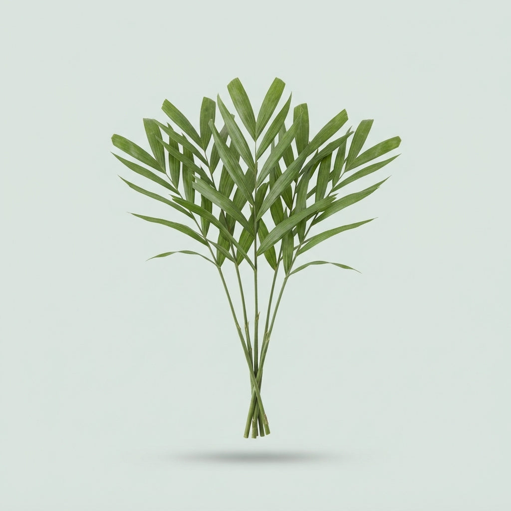 Chico Palm Doro