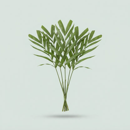 Chico Palm Doro