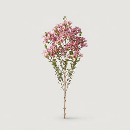 Waxflower Pirouette