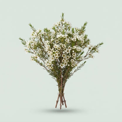 Waxflower White Wholesalers Choice