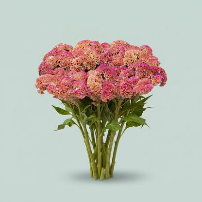 Celosia - Reprise Rose