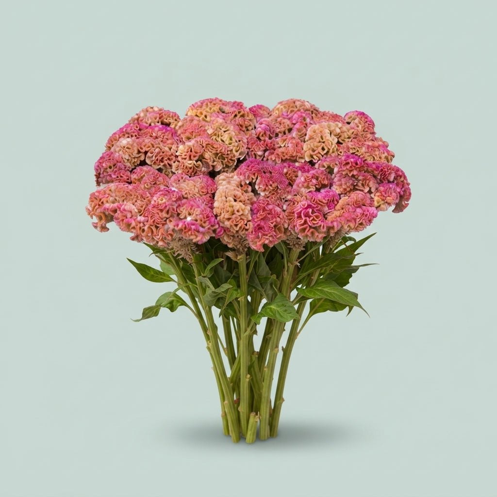 FeedSync:wholesale:e631297251e06755971de6f23f50c8cea4a05430