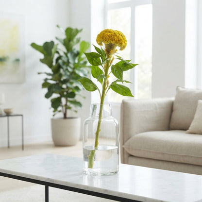Yellow Celosia ‘Reprise Gold’ – 72cm Stems