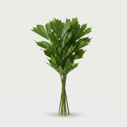 Butterfly Palm - Caryota mitis - Plastic