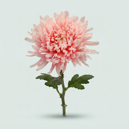 Disbudded Chrysanthemum - Chrysanthemum (Indicum Grp)
