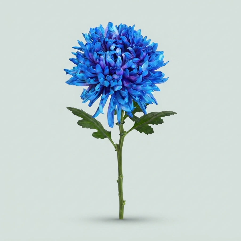 Chrysanthemum - Chrysanthemum (Indicum Grp) disbudded - Antonov Northern Light