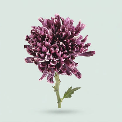 Chrysanthemum - Chrysanthemum (Indicum Grp) - Disbudded