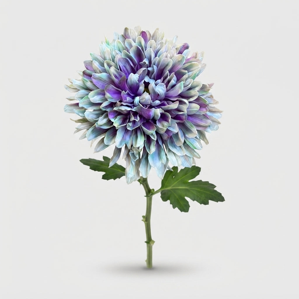 Disbudded Chrysanthemum - Chrysanthemum (Indicum Grp) - Antonov Brain Freeze