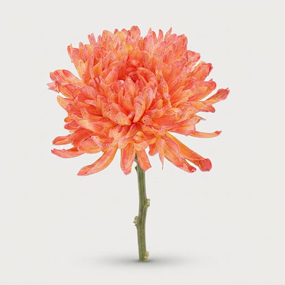 Chrysanthemum - Chrysanthemum - Dekantonov